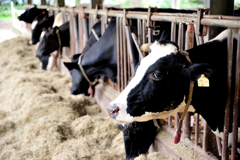 美國FDA：五分之一的牛奶樣本中發現禽流感痕跡