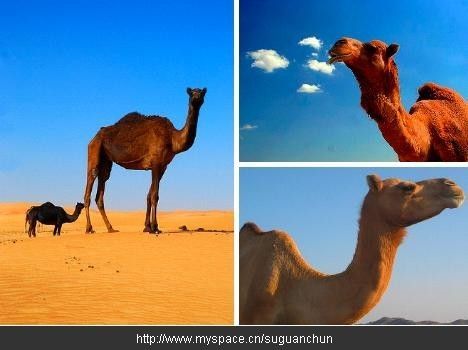 美国历史上的“骆驼军团”(图)